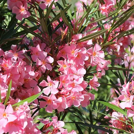 Holiday home Arco Olmeto (Corsica)