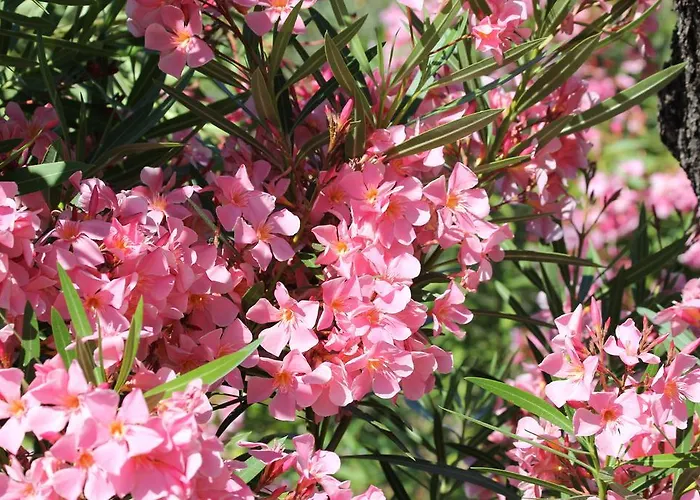 Prázdninový dům Arco Olmeto (Corsica)